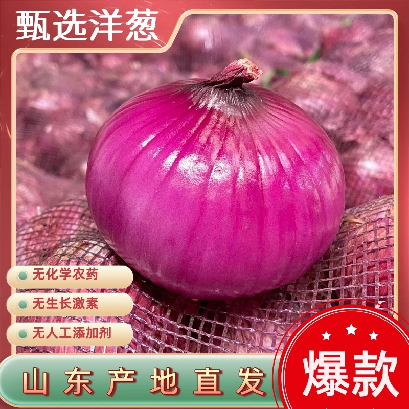 山东水果紫皮洋葱脆甜生吃紫皮洋葱圆葱头农家自种当季新鲜蔬菜