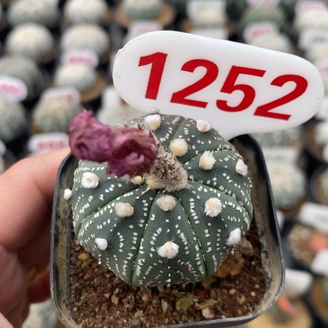 1252红花兜系列产品