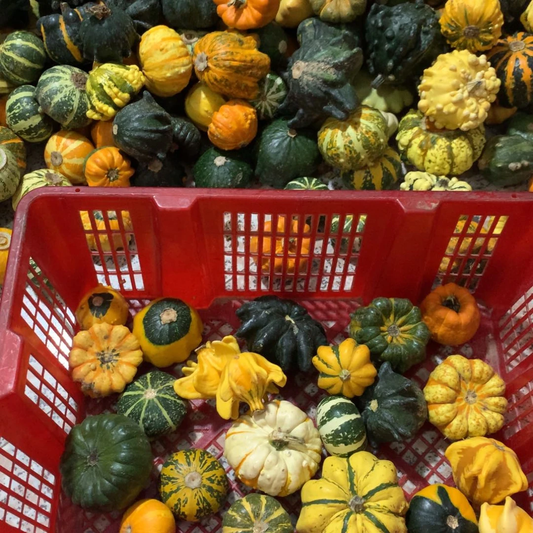 二*墨西哥葫芦！！！！！！！！