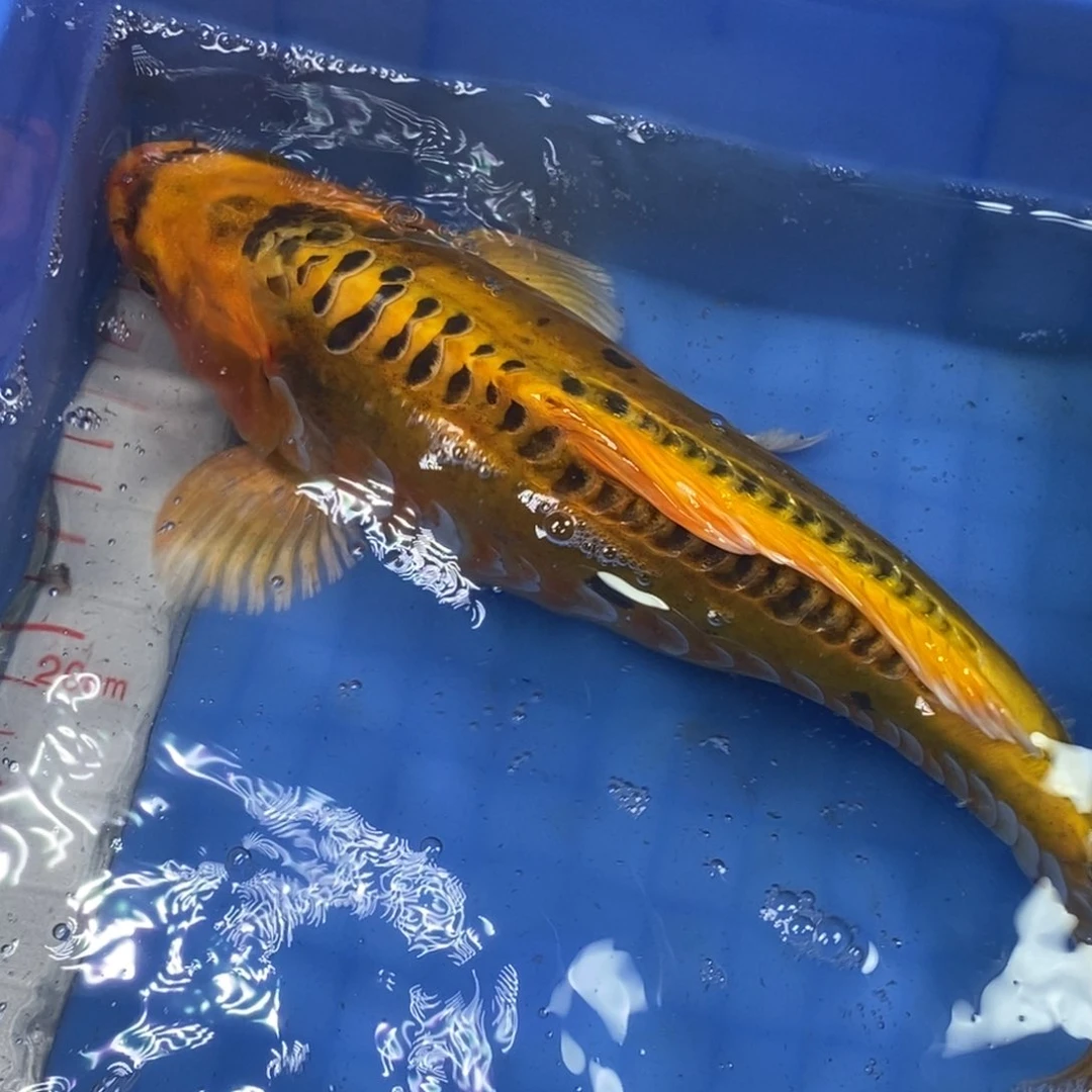 锦鲤冷水锦鲤包邮