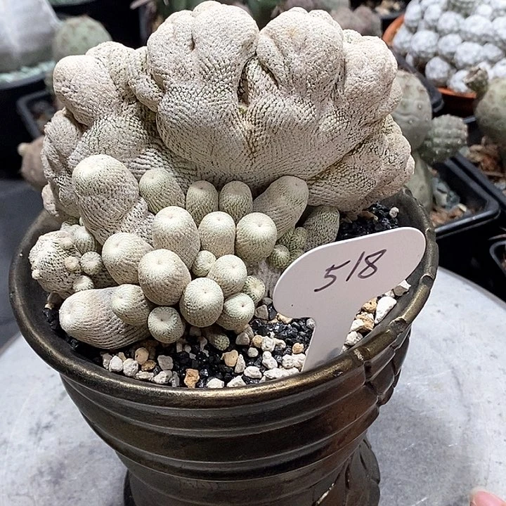 正***音518小哈哈哈哈哈哈哈