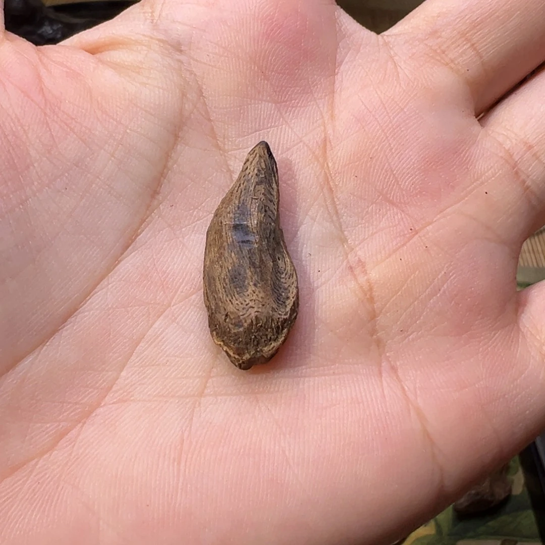 香榧木海南木料大山沉水老包头0.6克
