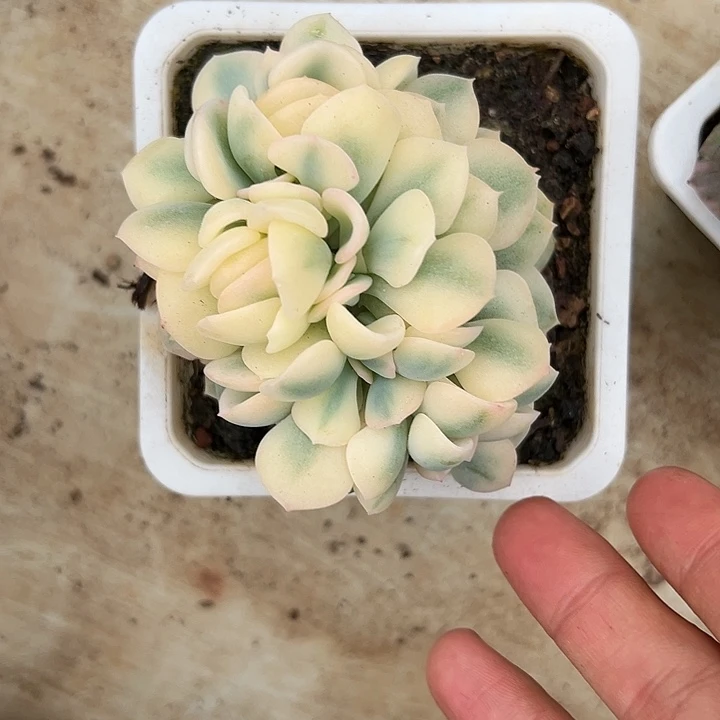 白白雪精灵群多肉