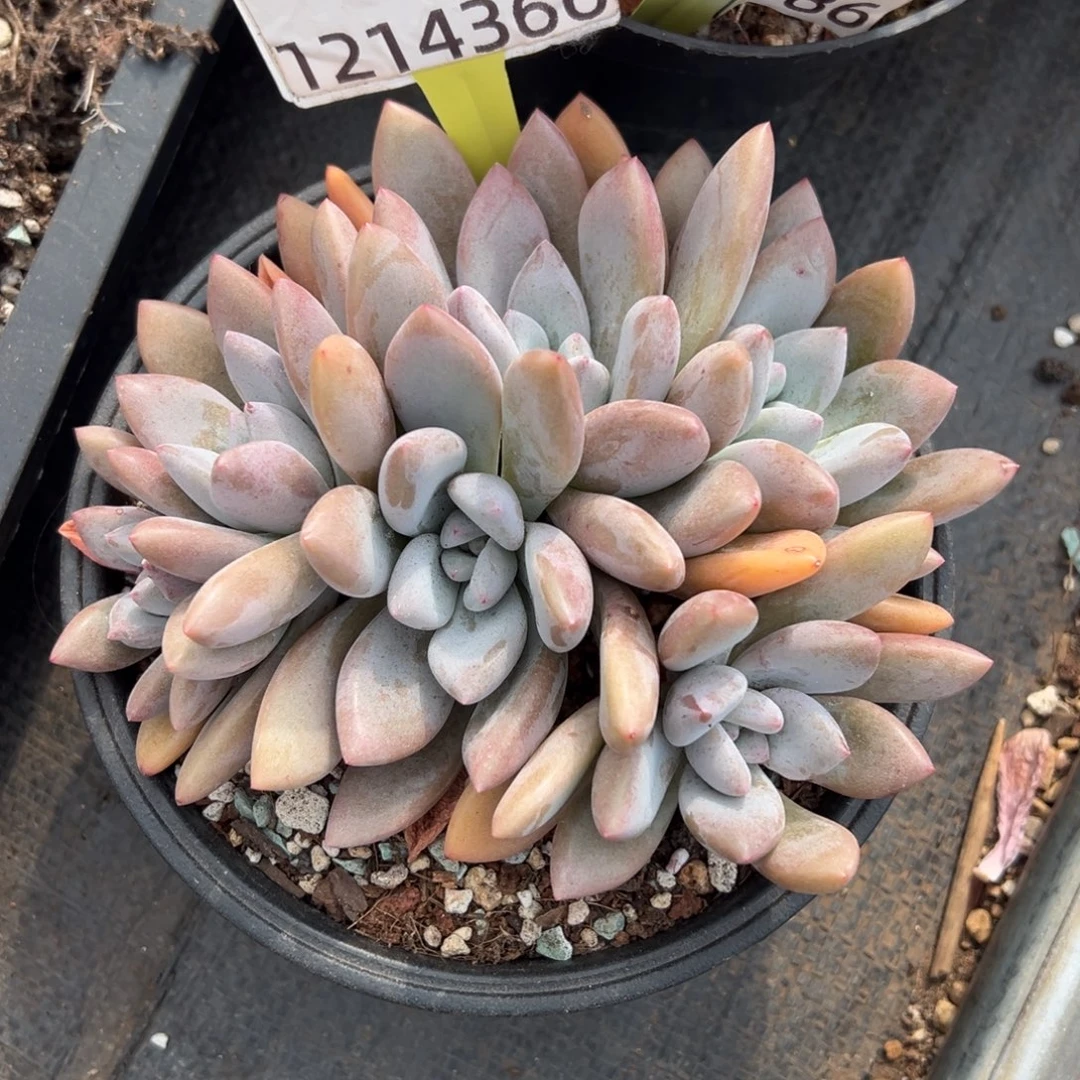 1214366 奥普琳娜群生朵朵6头