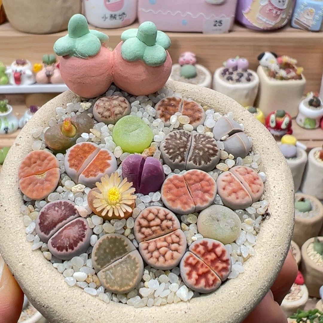 多肉植物58号彩色