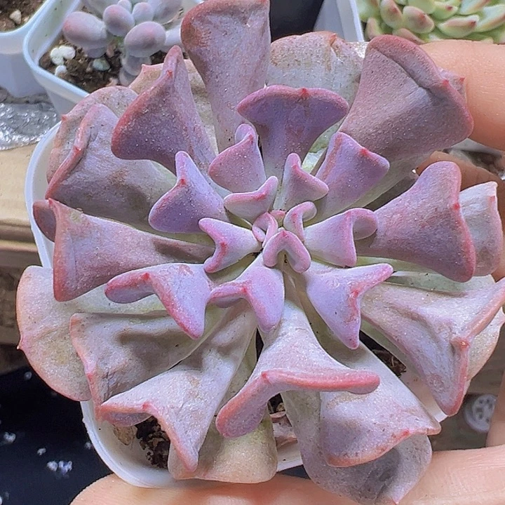 大雪精灵19包邮多肉植物