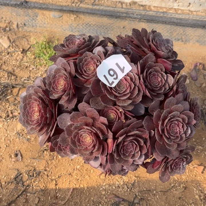 赤燕莲167不包断枝