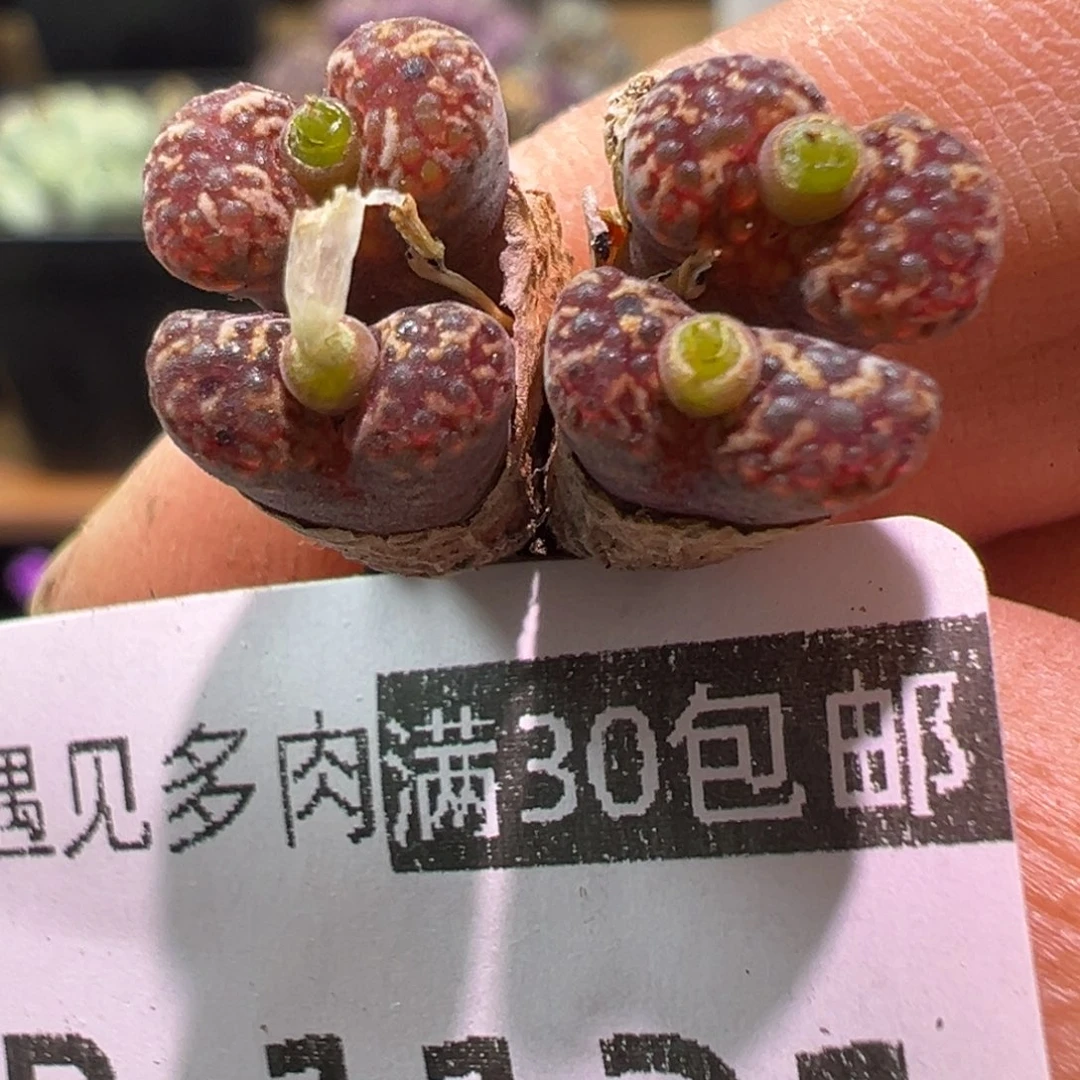 121 多肉植物1111111111111