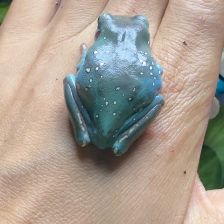 老爷树蛙漏一只 下播福利 很大只