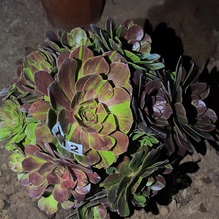 713花月夜多肉植物不售后