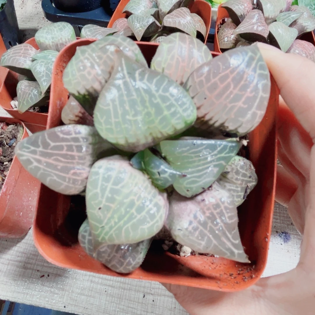粉玻璃康平多肉植物666
