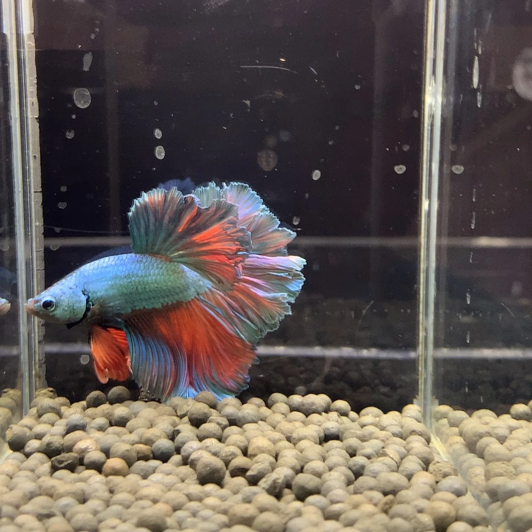 海水鱼七弟泰国斗鱼438