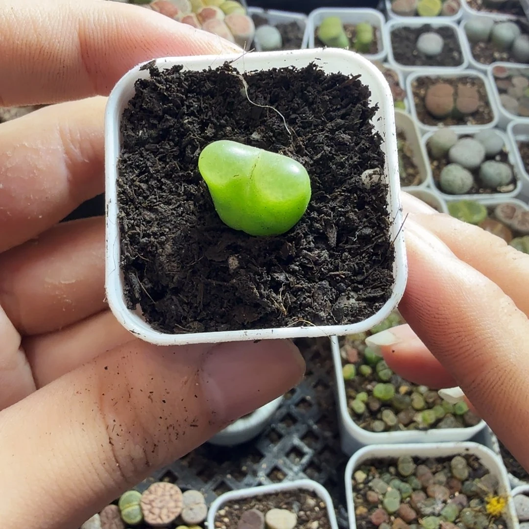 北****多肉植物的生长发育和11