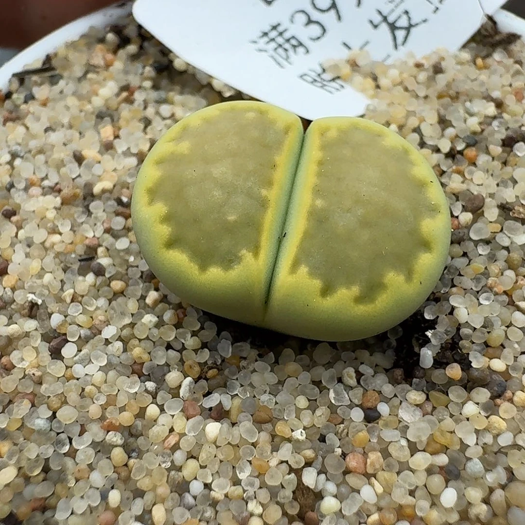 燕***爷438多肉哈哈哈哈哈哈哈哈