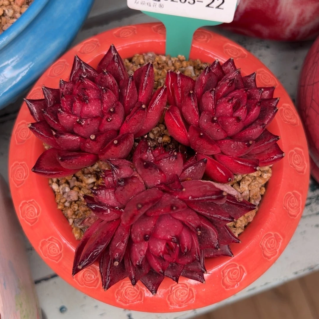 多肉一物一拍0203-22