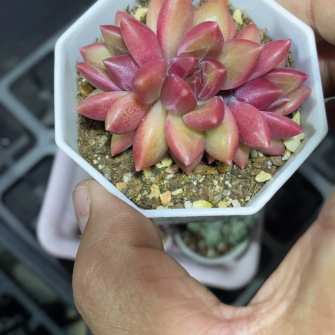 朦***胧迷雾泡泡多肉植物