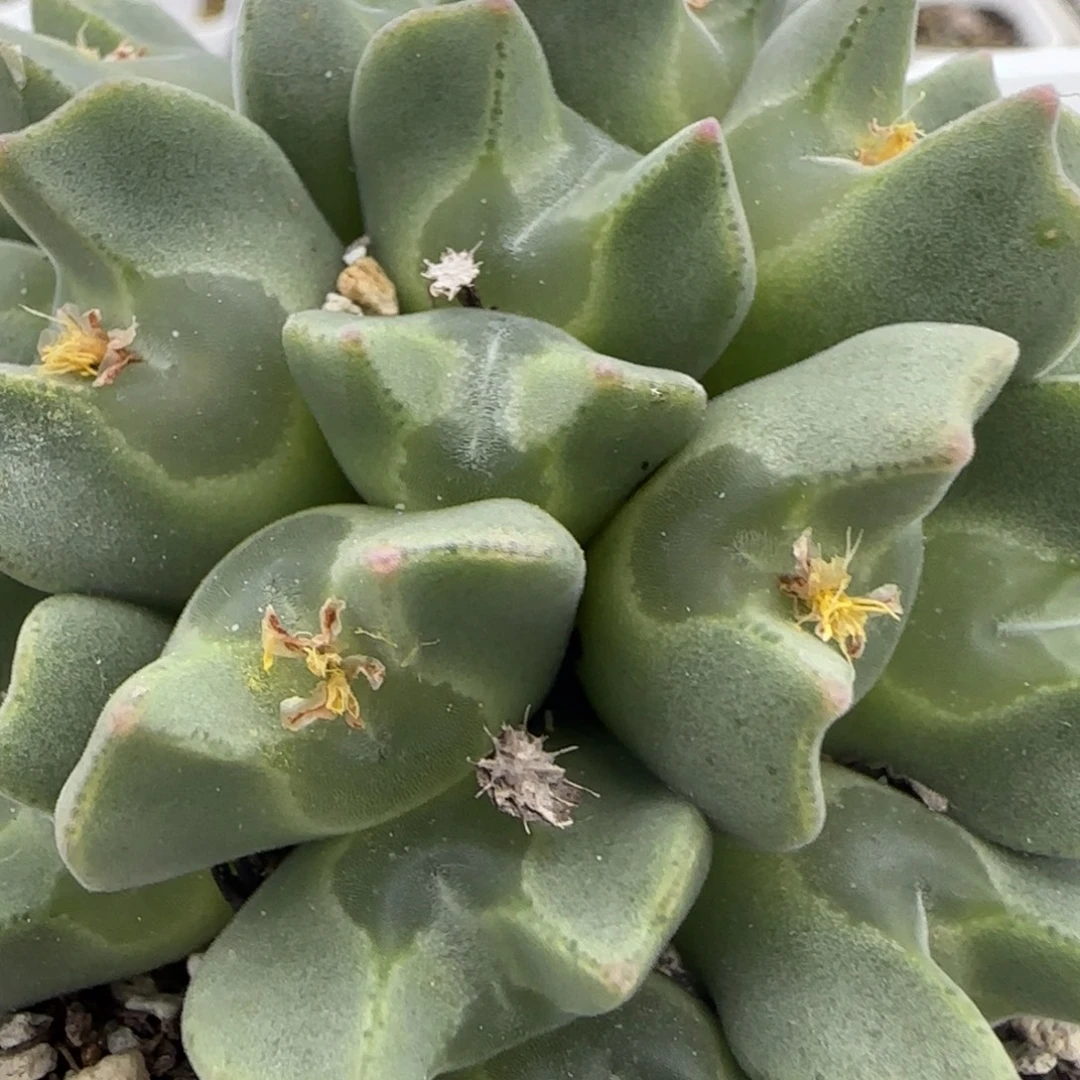 大眼睛空蝉一头价矮胖型