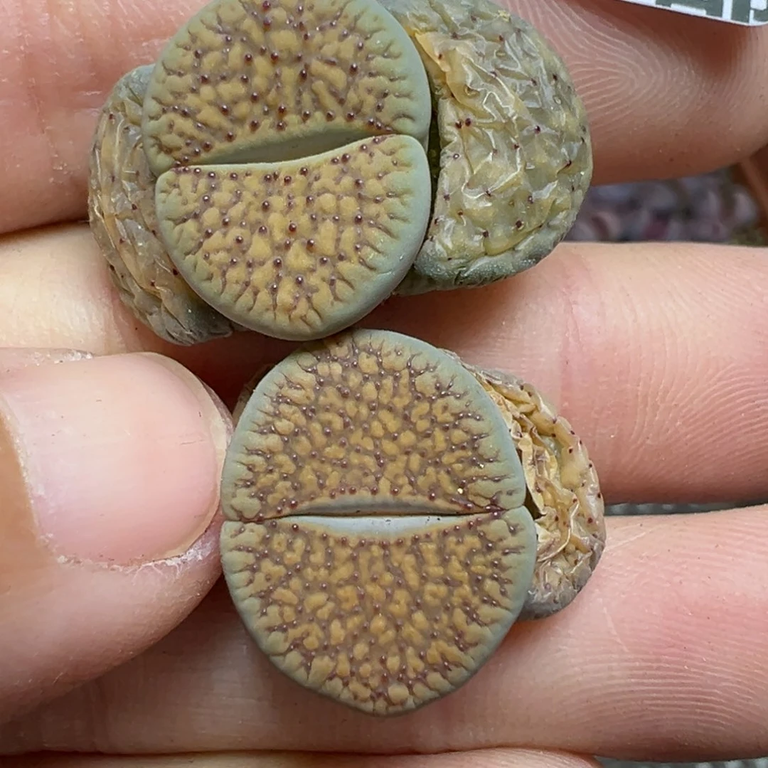 【闪购商品】603……