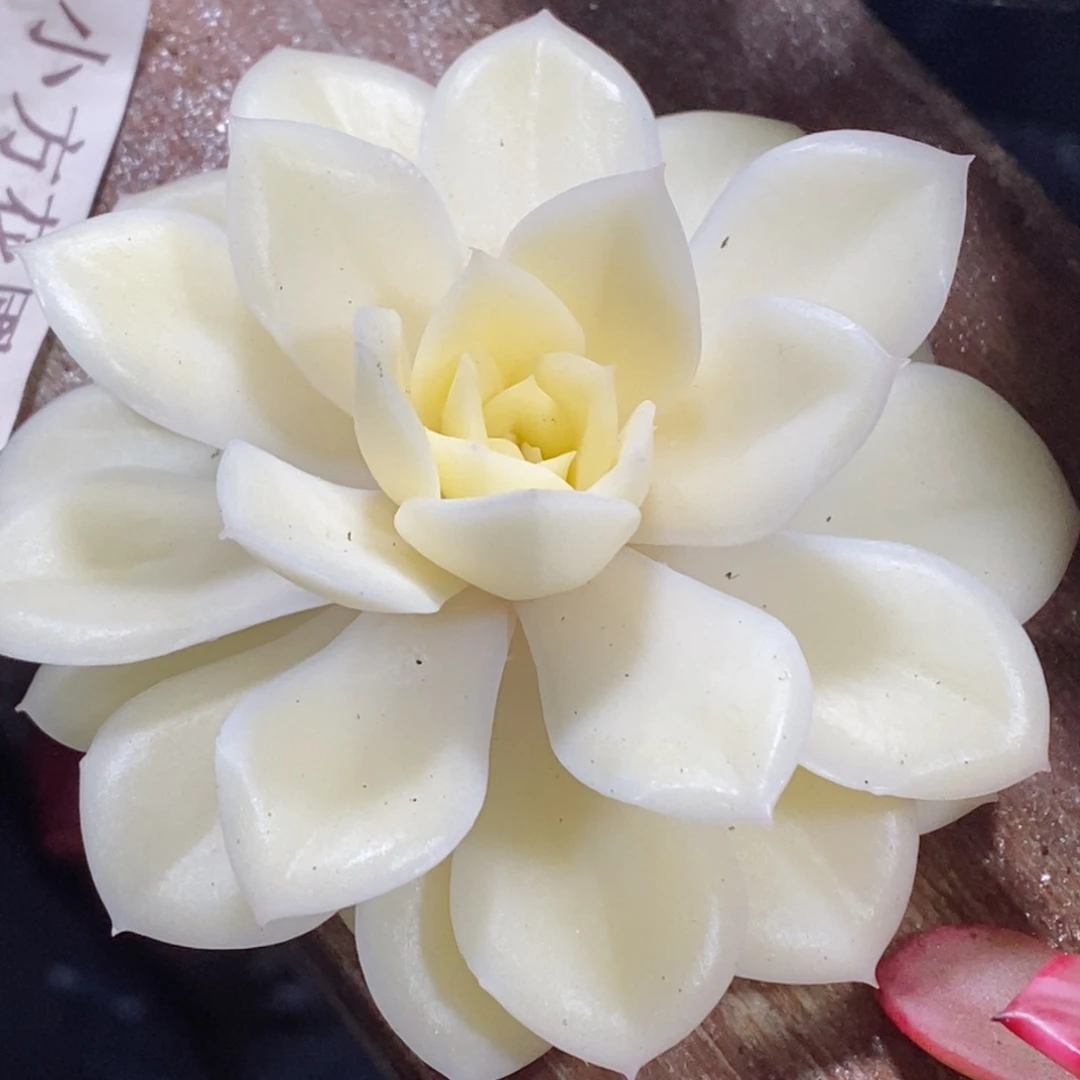 ?****屁1054月亮仙子锦   小方花圃一物一拍