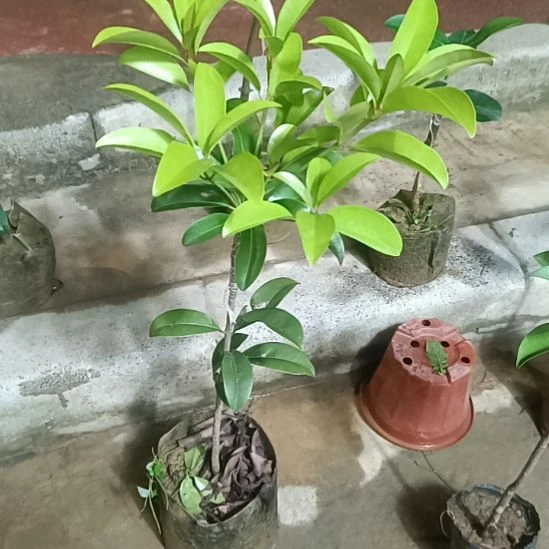 越南人心果嫁接苗一物一拍原盆原土发货