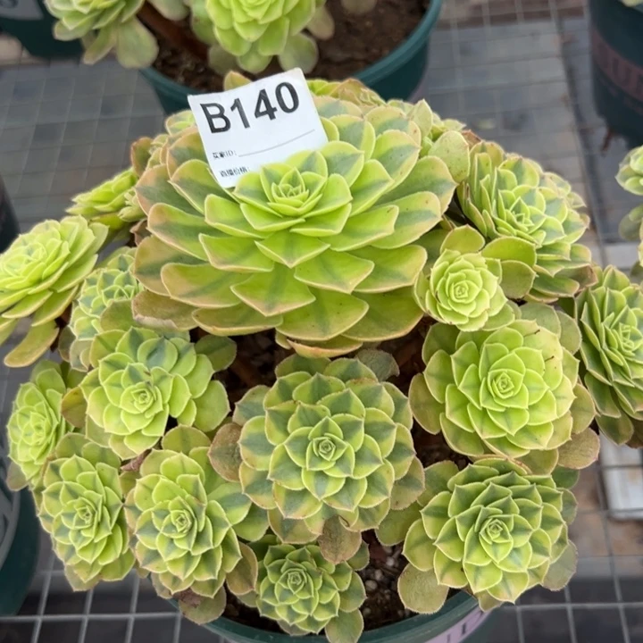 140雨荷22厘米左右