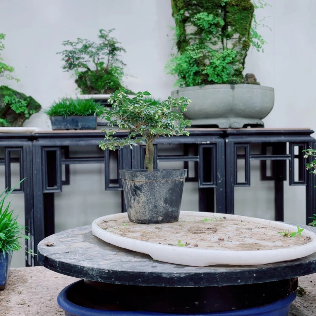 无铅玻璃用****5铁线蕨铁线蕨铁线蕨