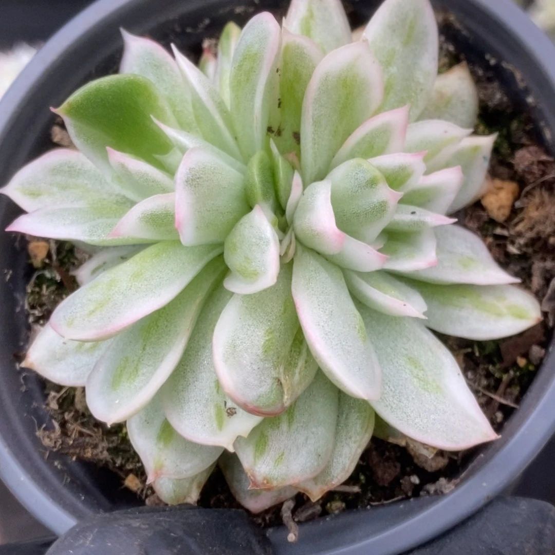 266东云杂锦锦锦锦锦