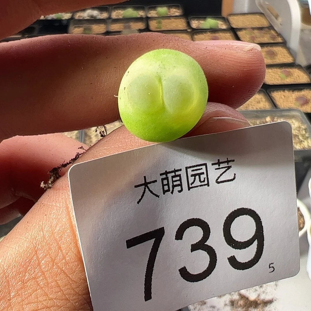 一物一拍。       739