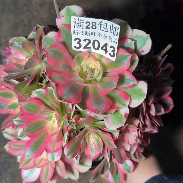 32043女巫多肉植物