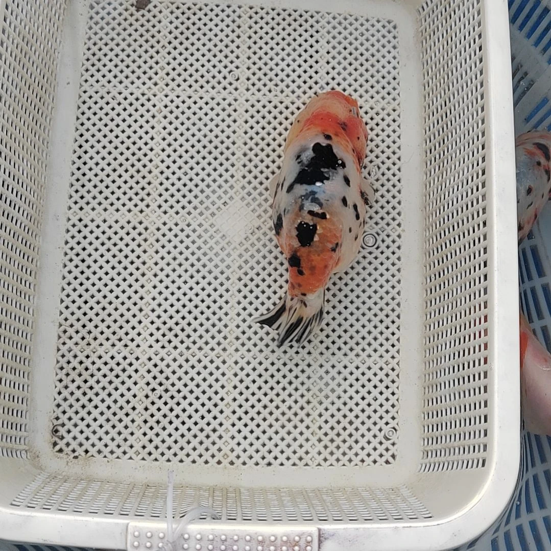 海水鱼兰寿精选观赏鱼冷水
