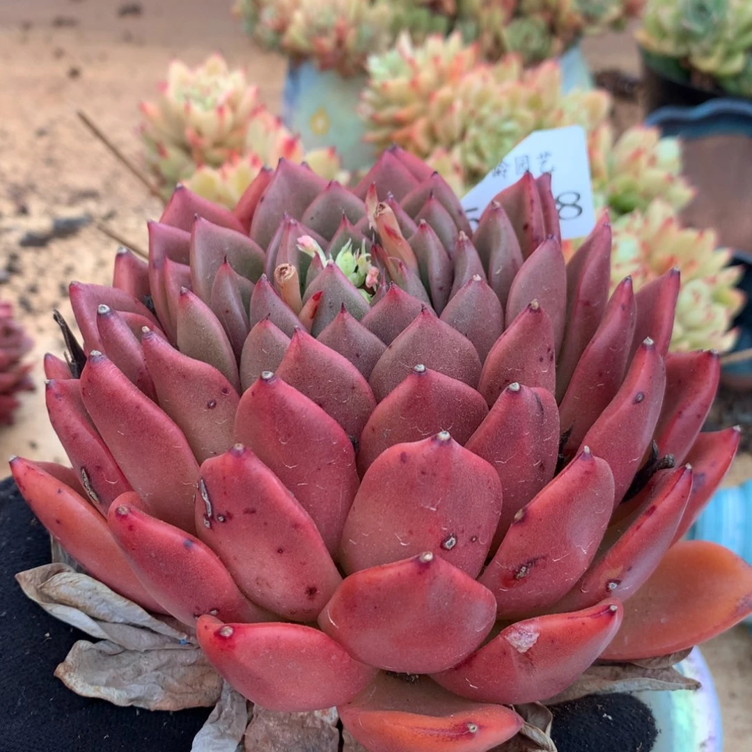 5458有叶伤特价处理