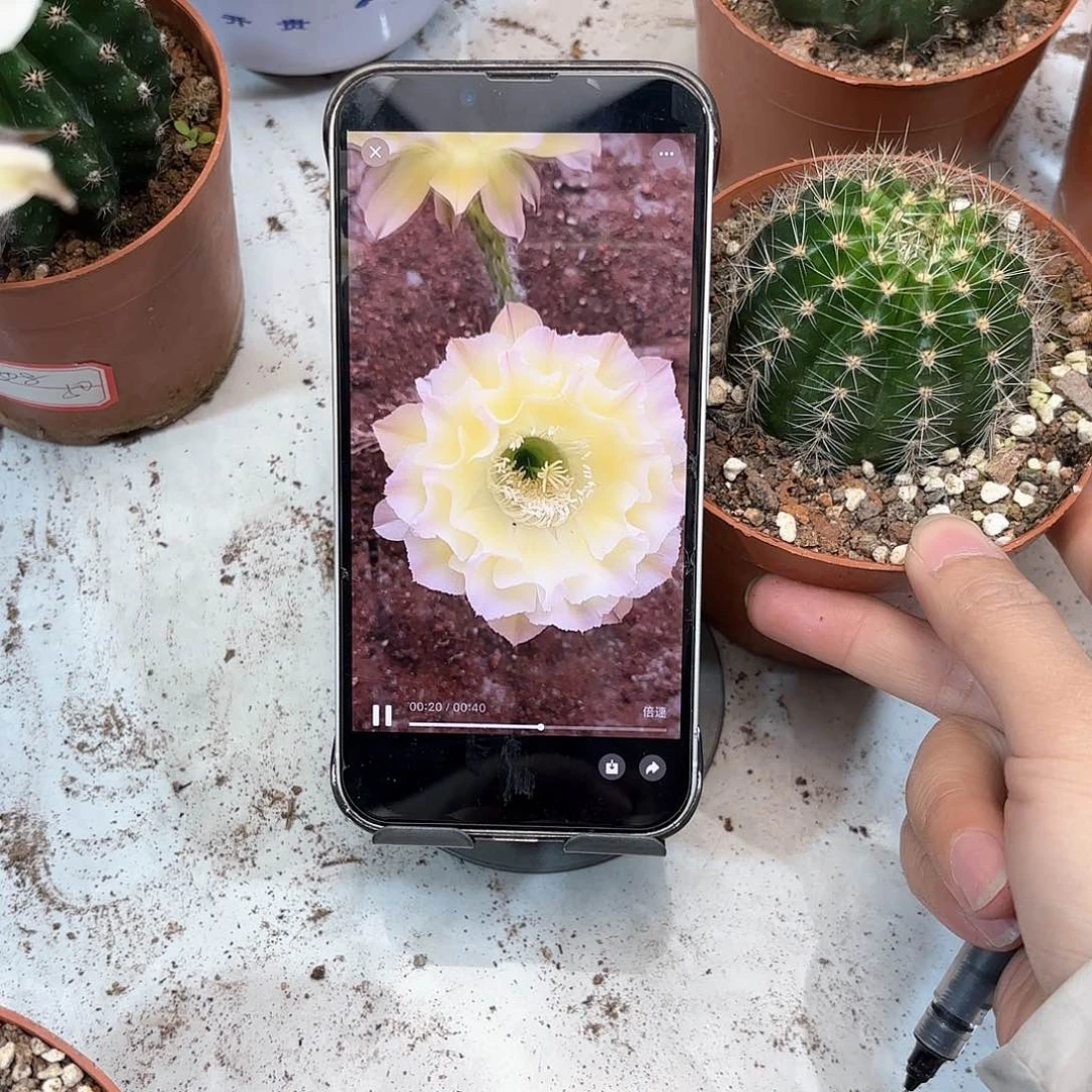 晓*彩草蛋塔5.5公分左右