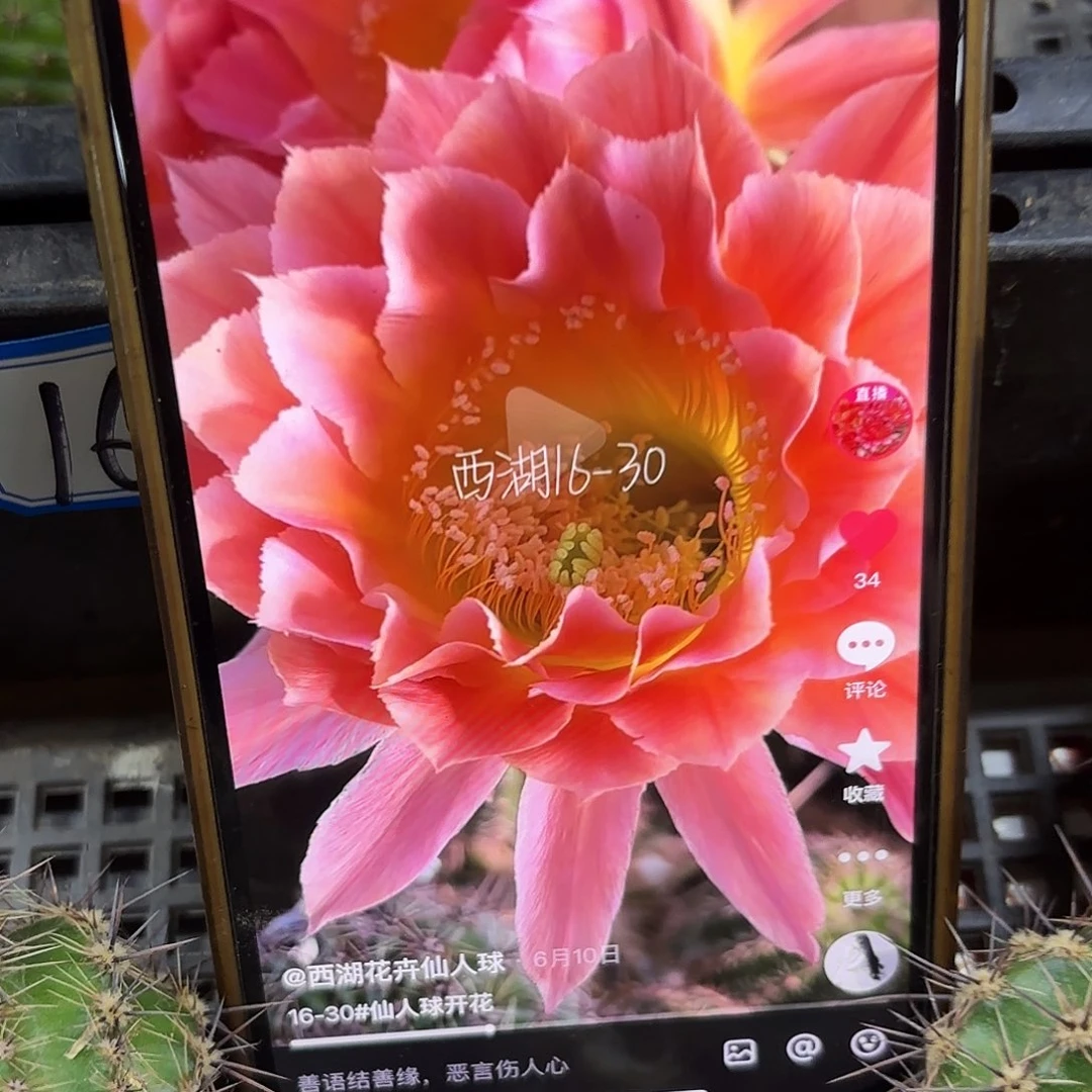 16-30彩侧牙20包邮仙人球22