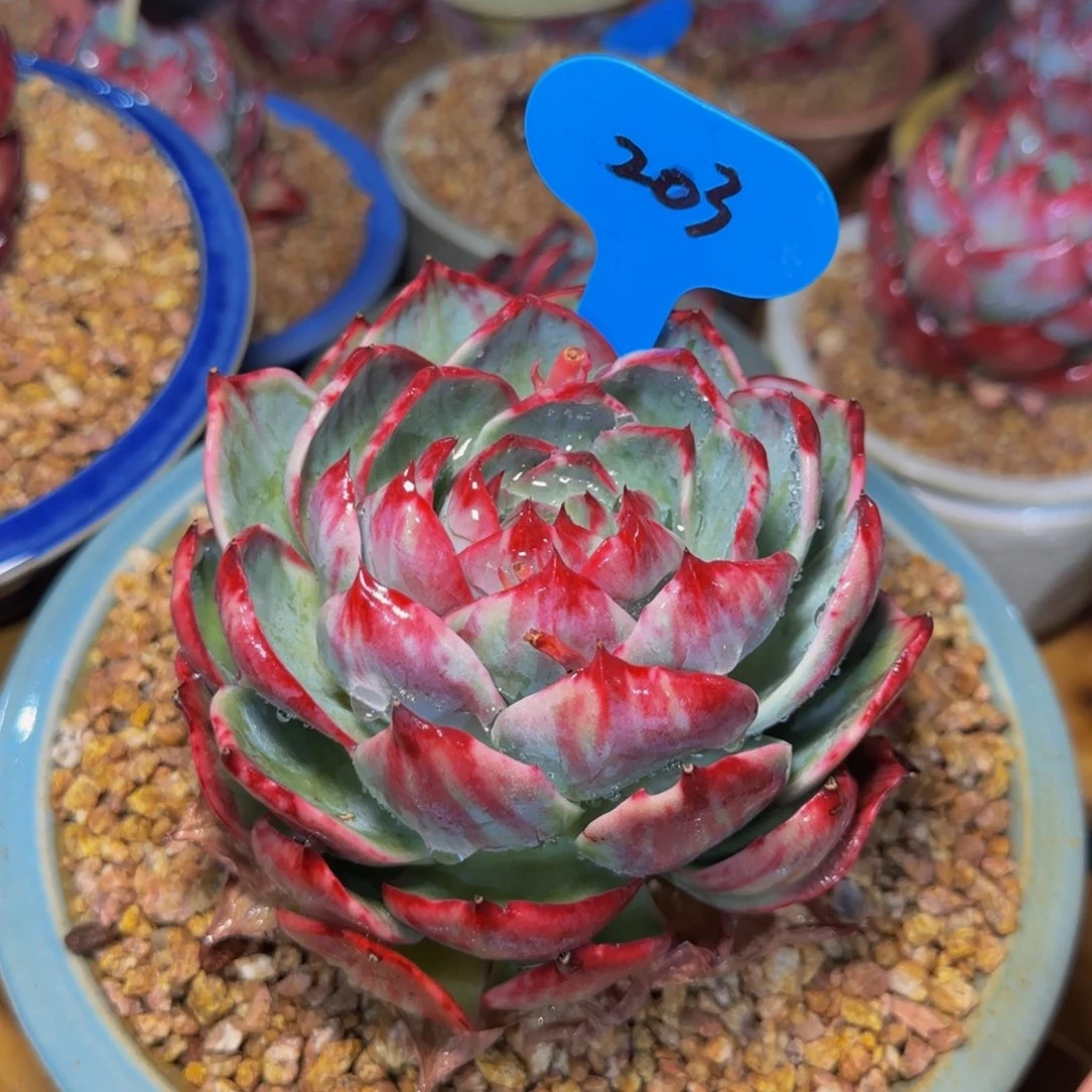 冰***惊鸿仙子一物一拍203号