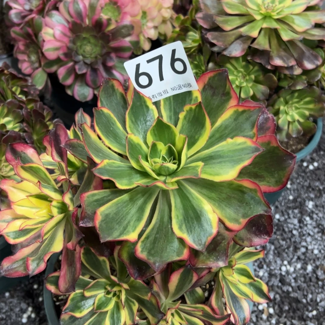 兜***糖我是真的很喜欢这个