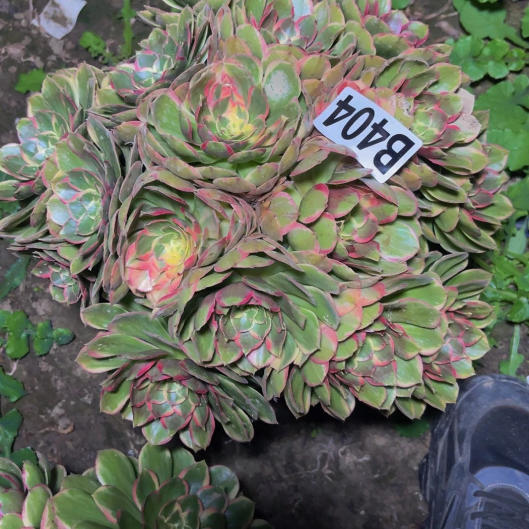 粉花妖26/////35包邮