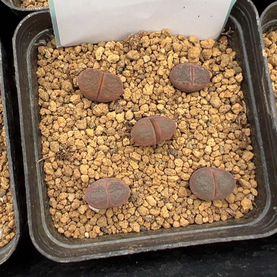 z***d19-17肉锥多肉植物大战