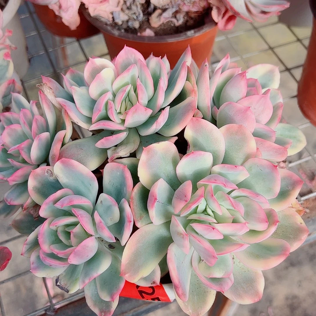 绮罗仙子锦多头群生