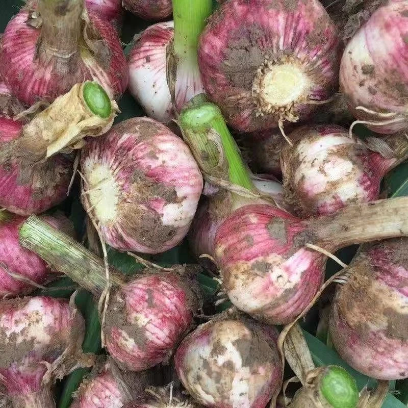 【2025年】新鲜现挖紫皮湿蒜可腌制糖醋蒜的厨房调味品