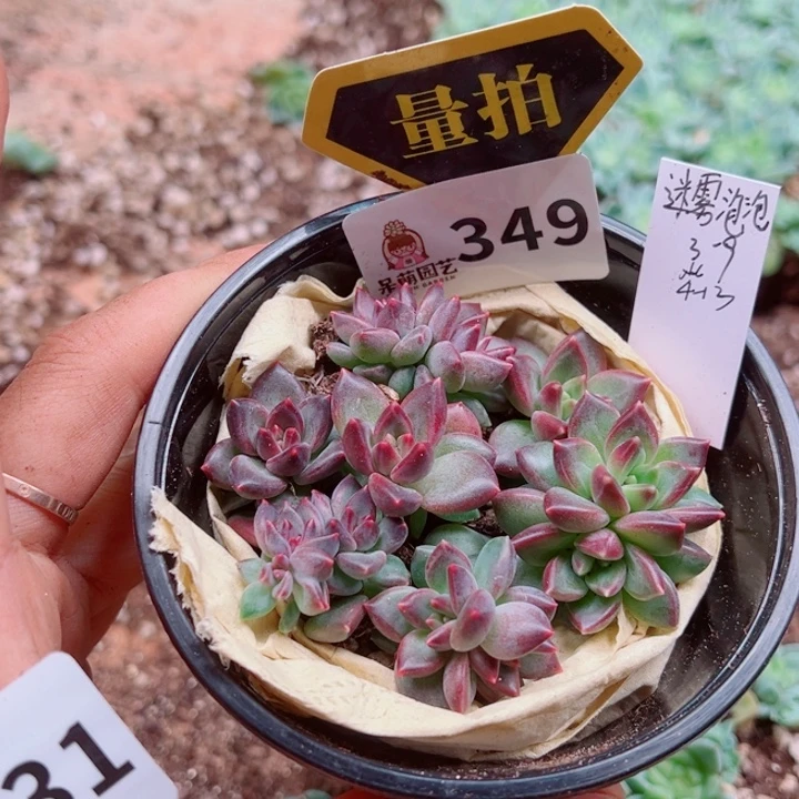 多肉植物多肉植物