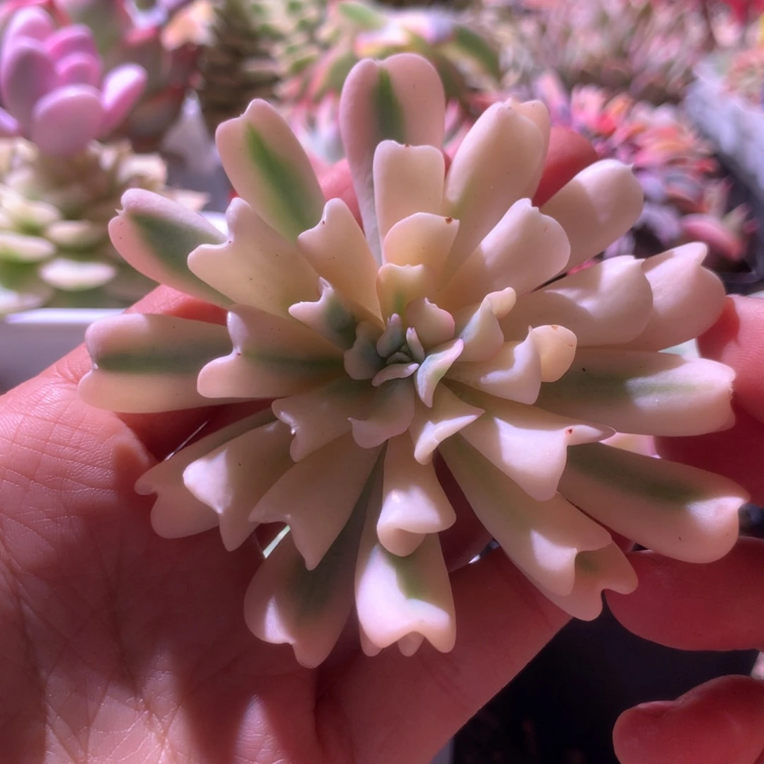 特玉莲覆轮锦有根砍头