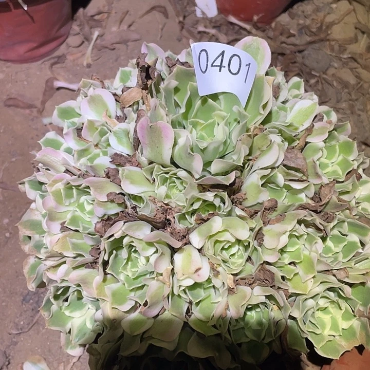 多肉植物法师不包断枝401白凤