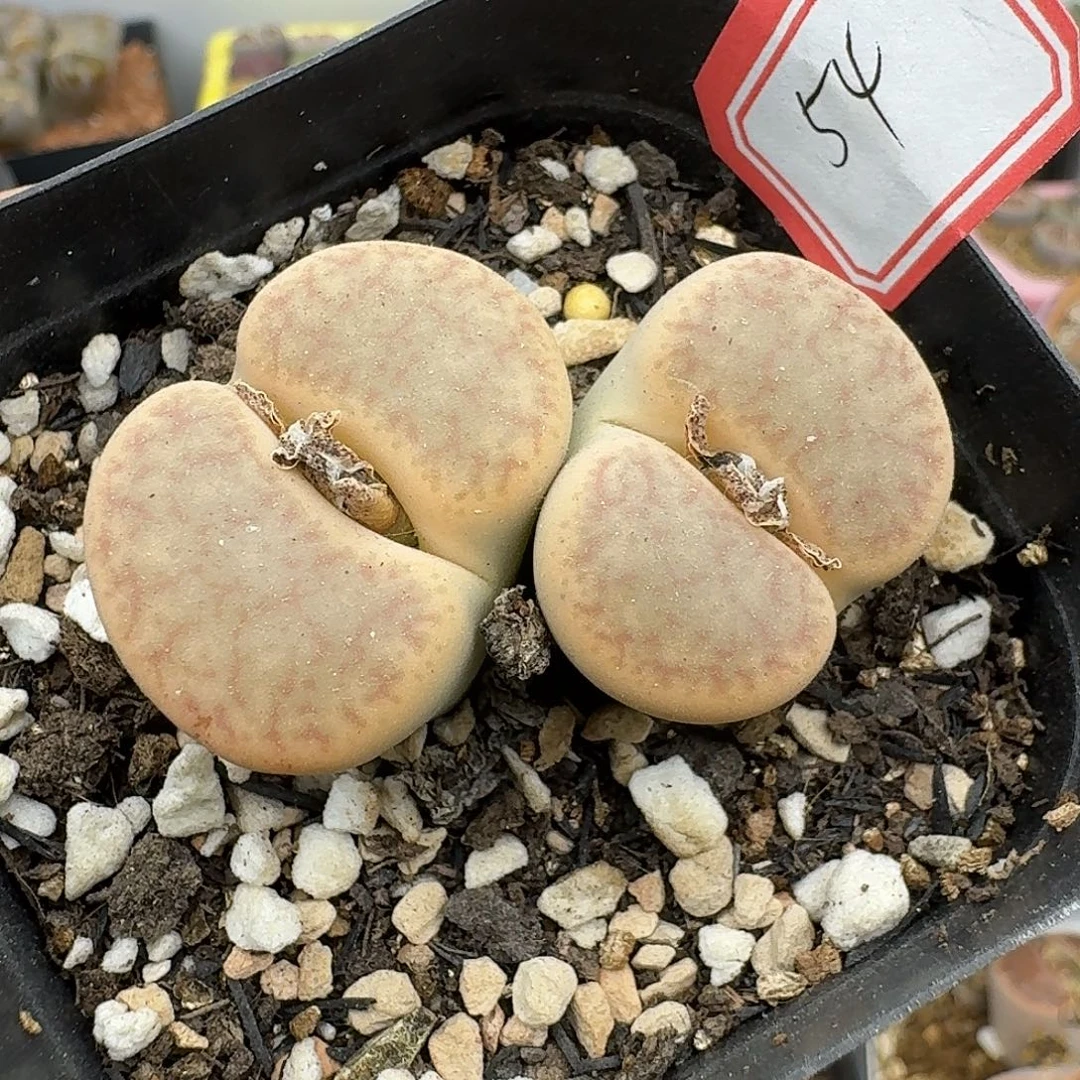 54多肉哈哈哈哈哈哈哈哈