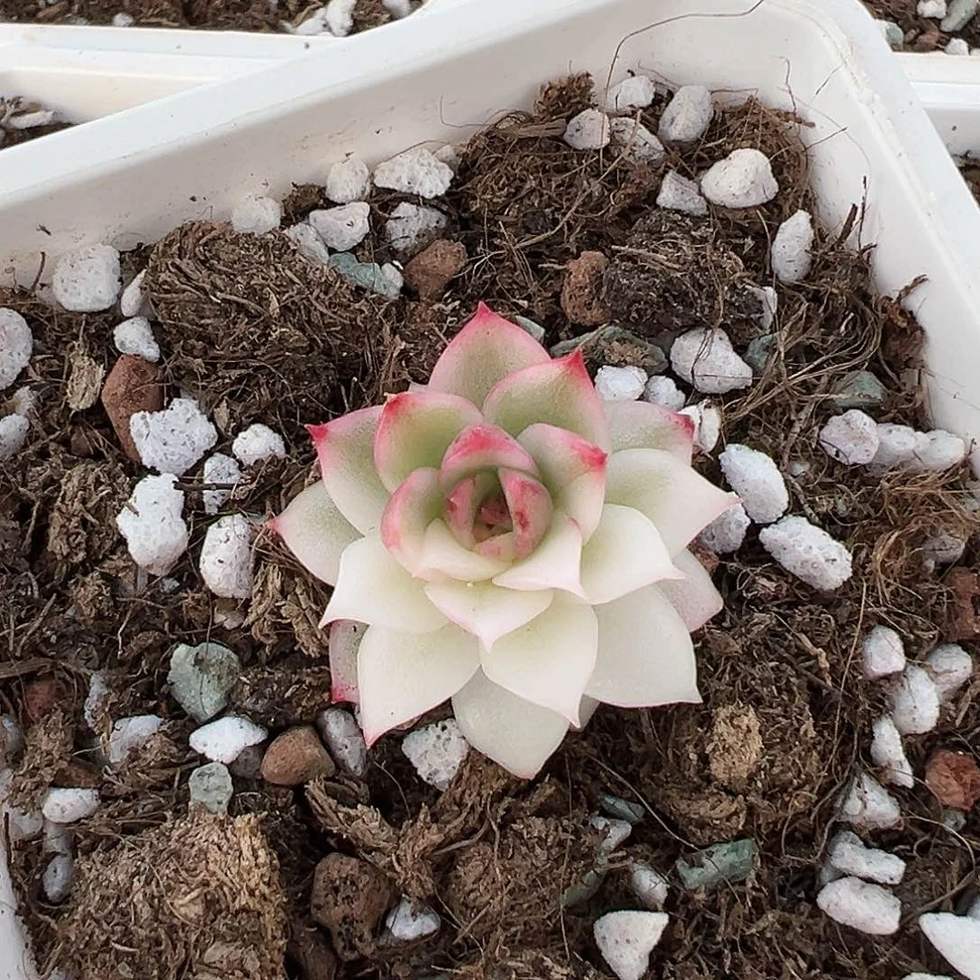 黑水晶锦，有宽锦叶子