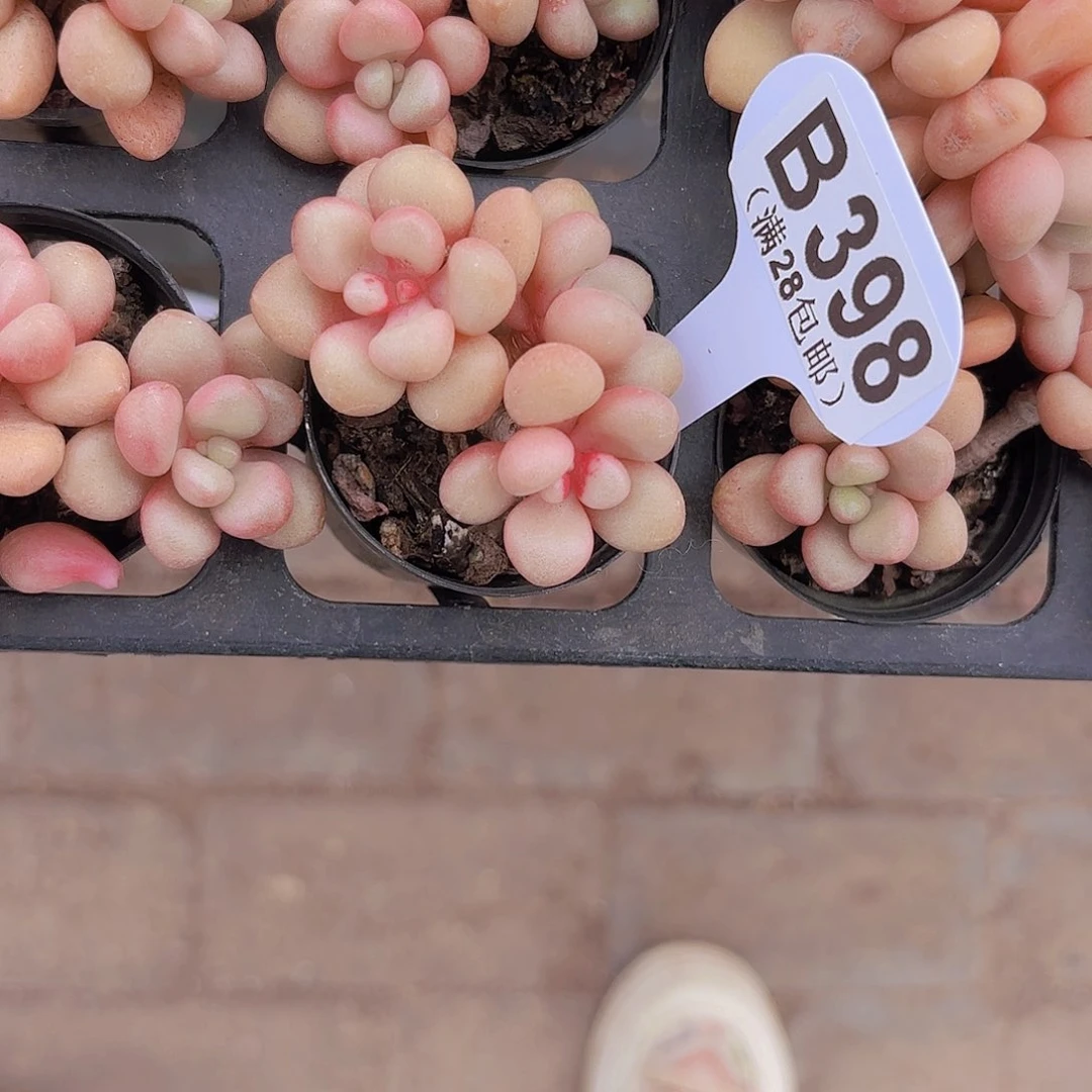 B398先锋派一物一拍