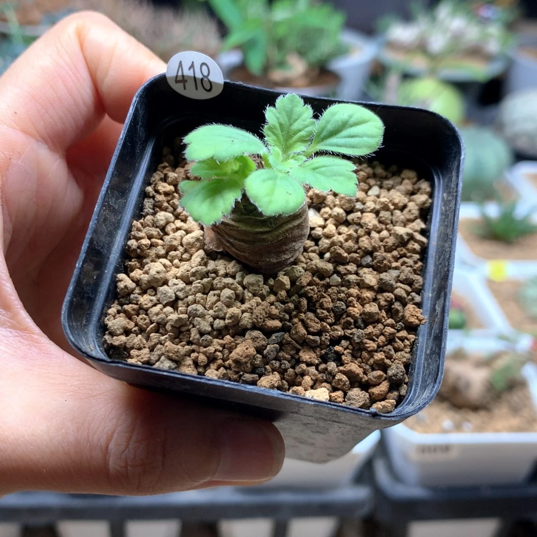 闲***人文纳森杨葵母本418带盆