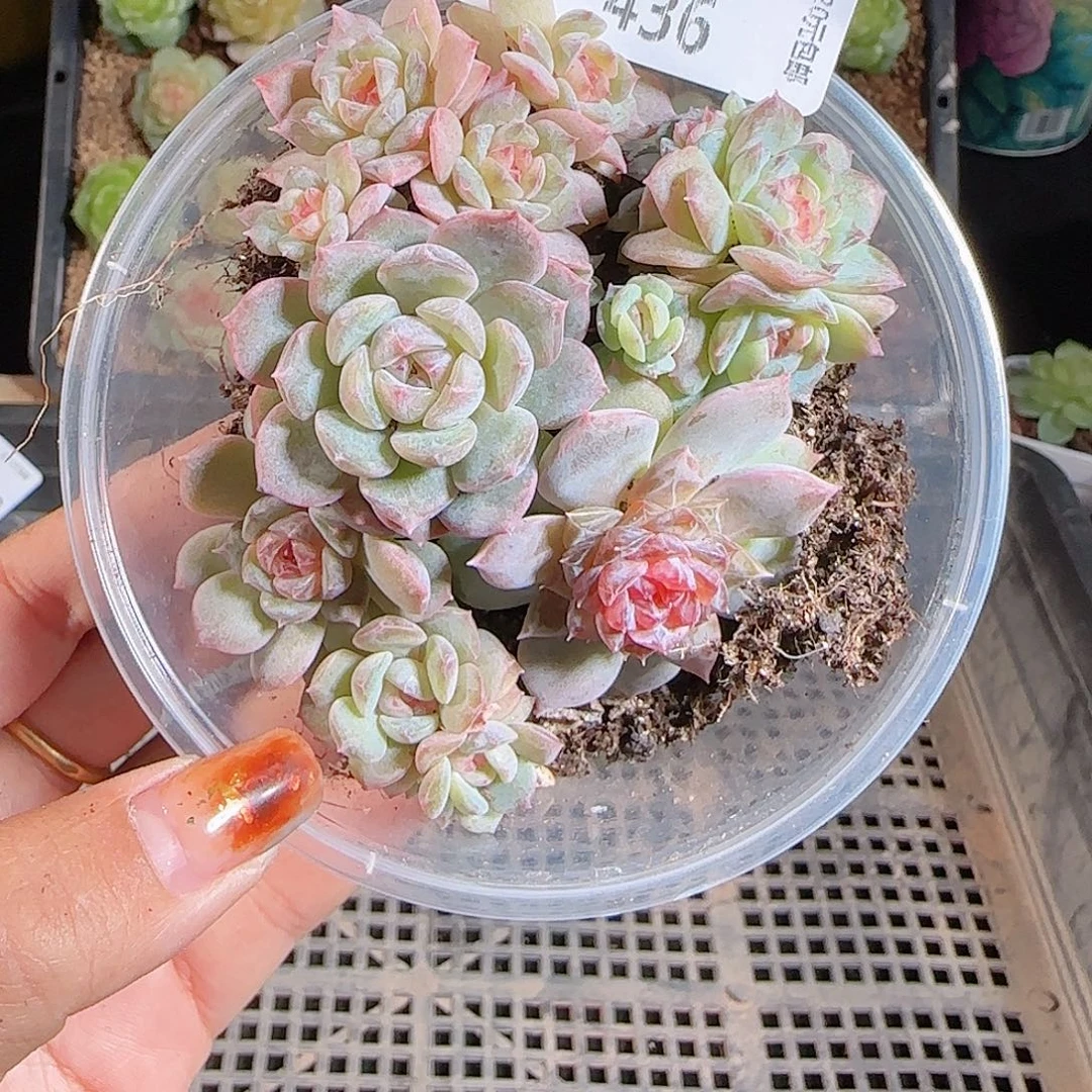 1106--436一物一拍