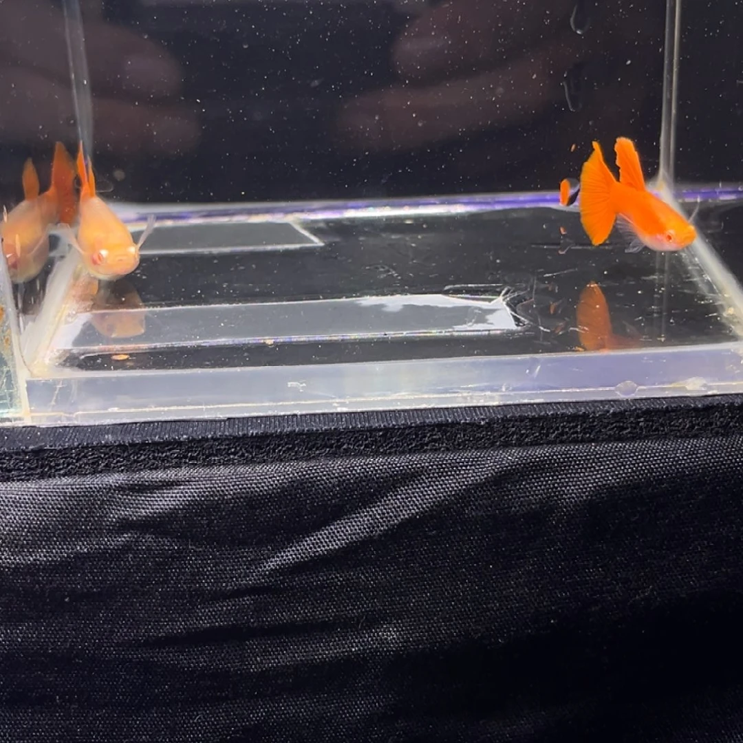 孔雀鱼孔雀鱼孔雀鱼