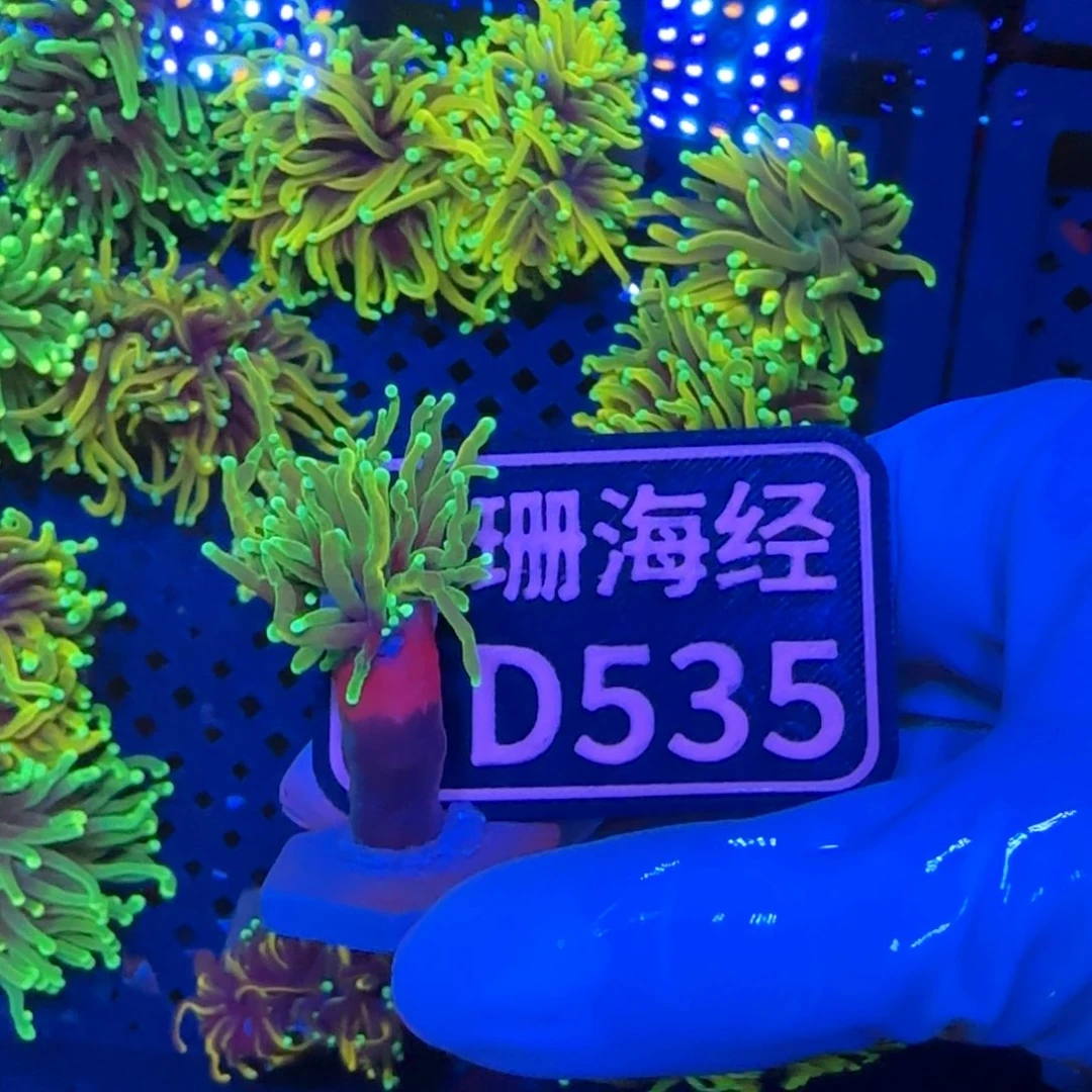 金***）纽扣珊瑚又又不包邮有伤龙魂D535