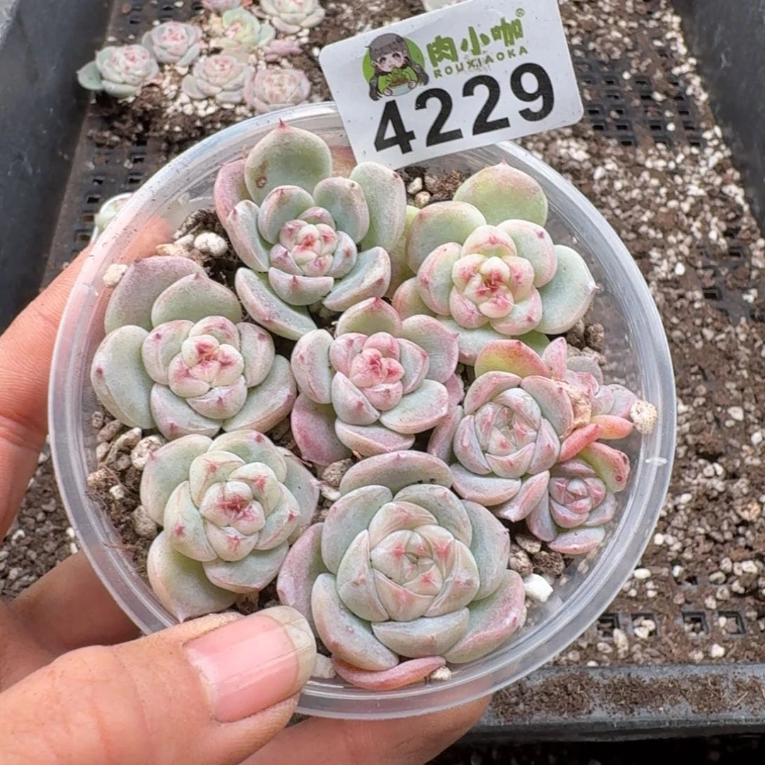 多肉植物多肉植物